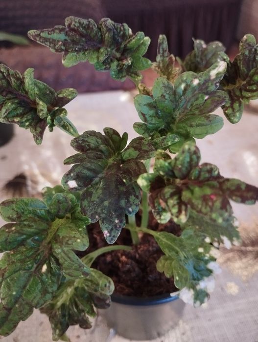 Продам комнатные растения Колеусы