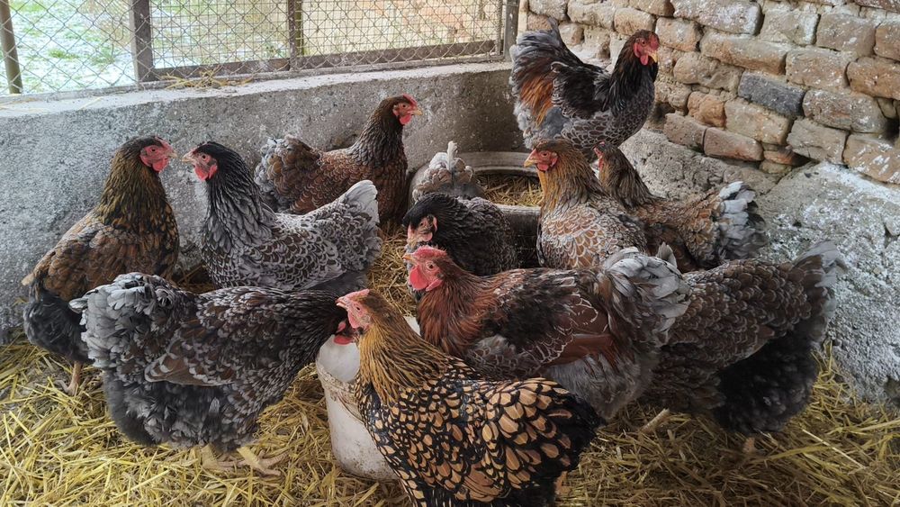 Wyandotte auriu albastru