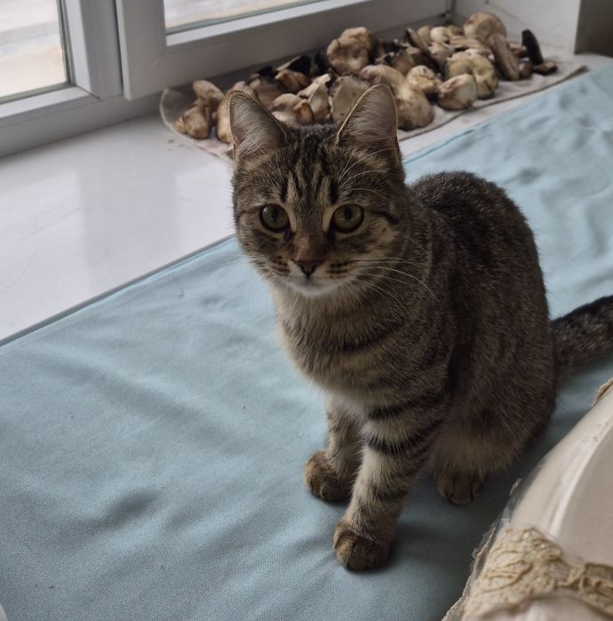 Отдам кошечку в добрые руки