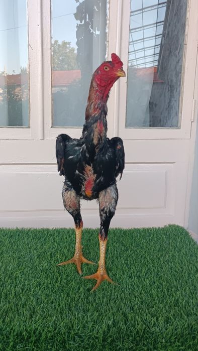Dakan xoroz sotiladi