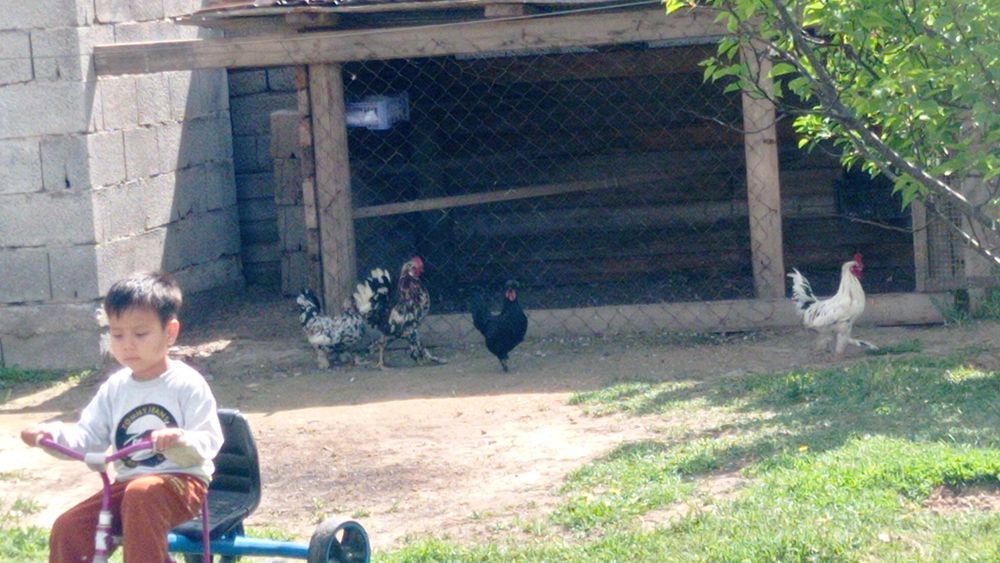 Японский куры карлик