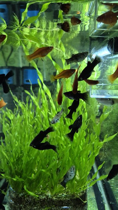 Рыбки меченосцы, моллинейзии