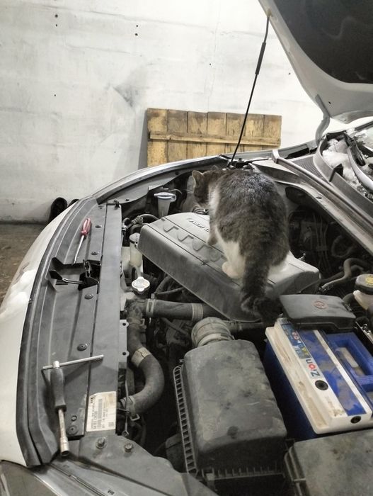 Кошка сто-шка ищет дом