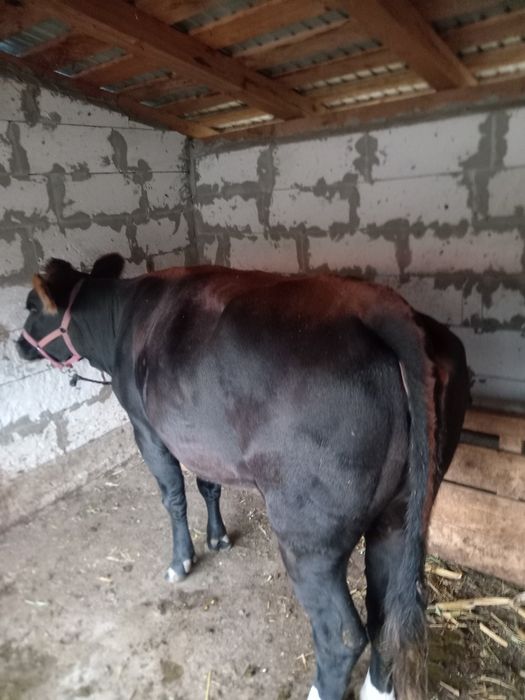 De vânzare junica Angus, grasa, frumoasa calitatea I. Preț 8500 lei. Junica are aprox. 450 kg și foarte bine întreținută ca la ferma.