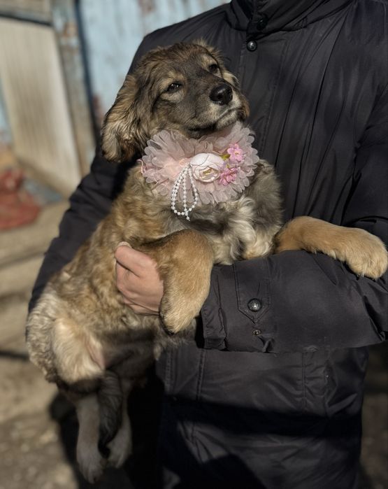 Привитые щенки ищут дом