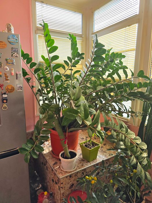 Замиокулкас в саксия