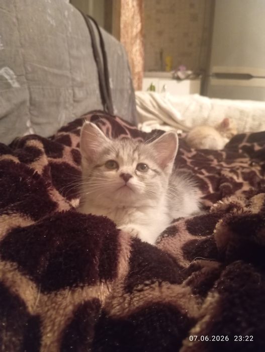 Очаровашки котятки