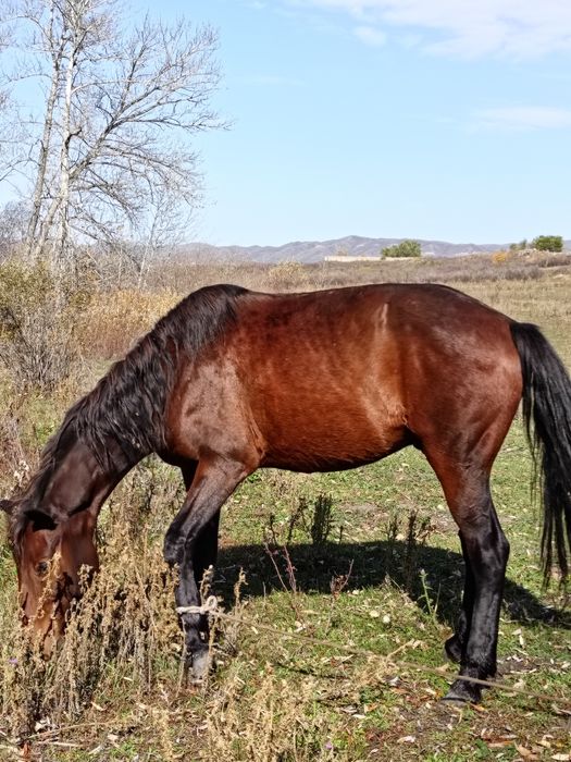7 жасар ат сатылады