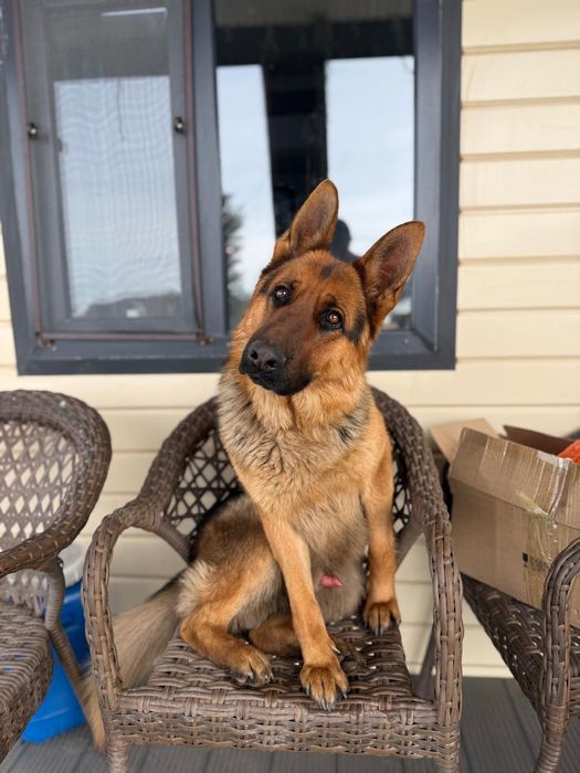 Кабель овчарки ищет подругу