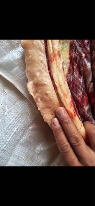 жылқы еті жілікке 2600тг