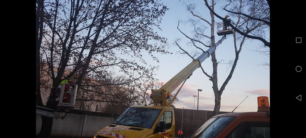 Servicii profesionale de toaletare arbori