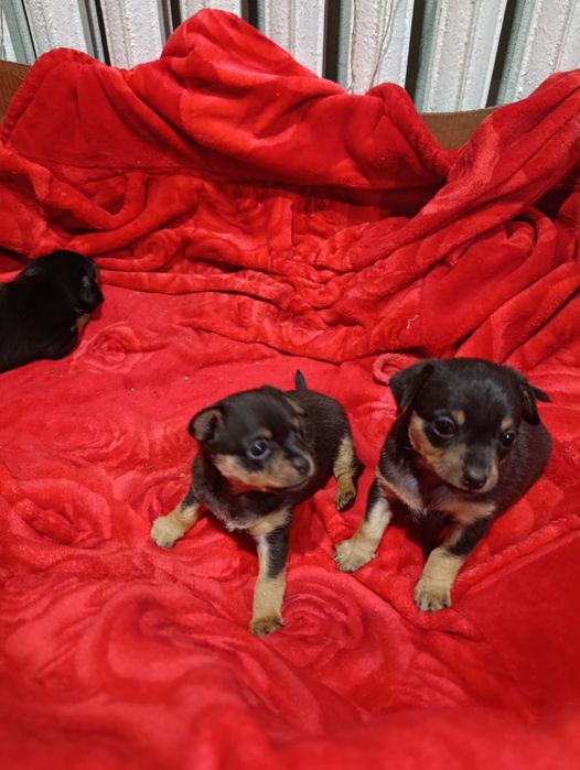 Щенки той-терьера