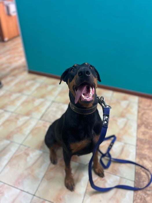 Продам собаку доберман