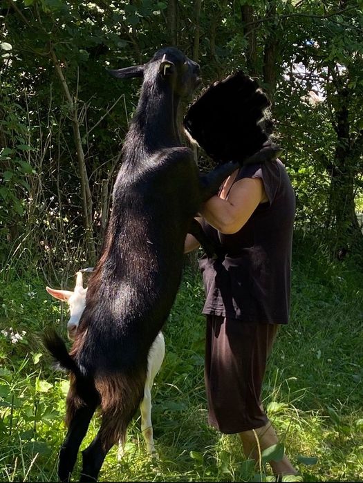 Vand țap fară coarne