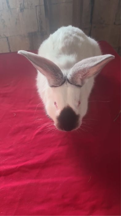 Vand femela berbec si urias de transilvania