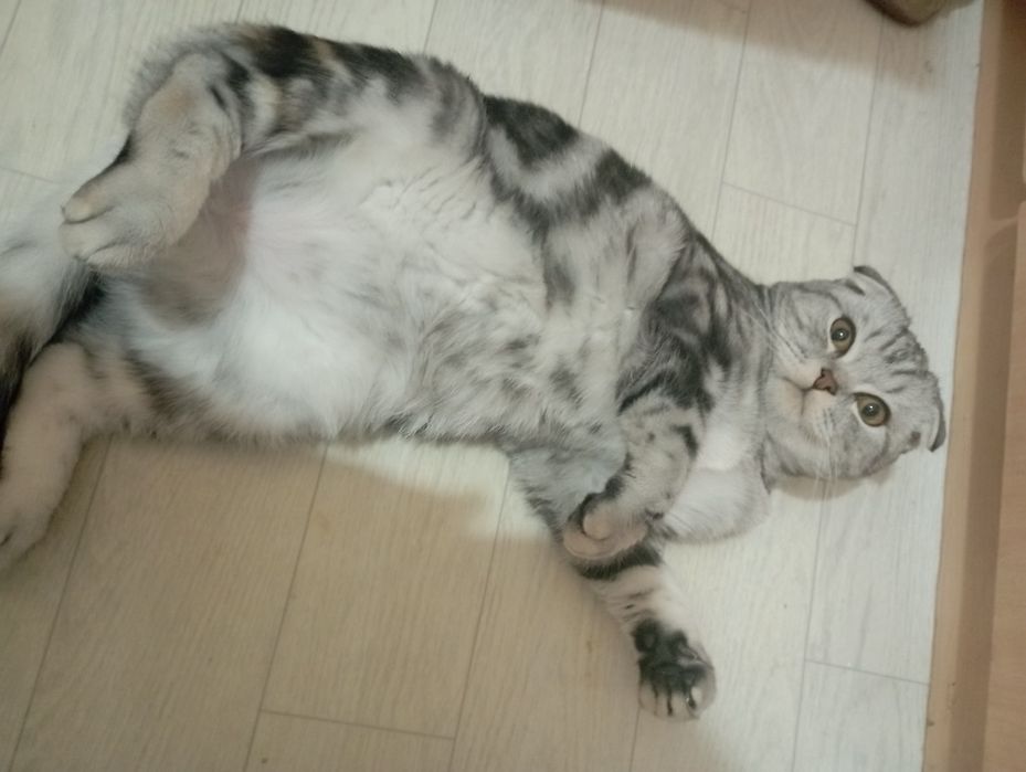 Ищу кошку для вязки