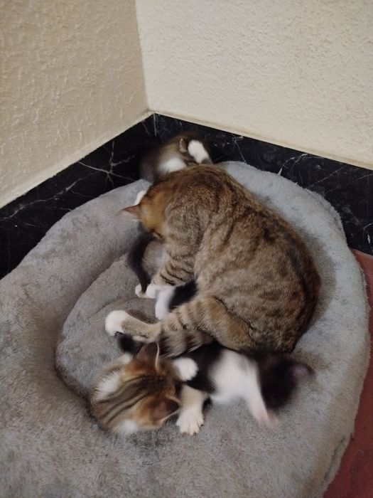 Котята БЕСПЛАТНО в добрые руки
