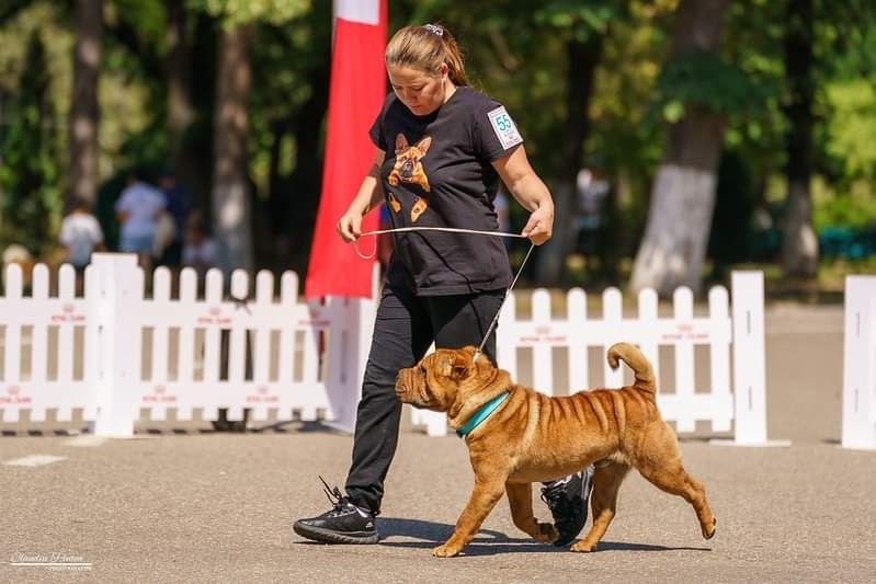 Shar pei drăgălași