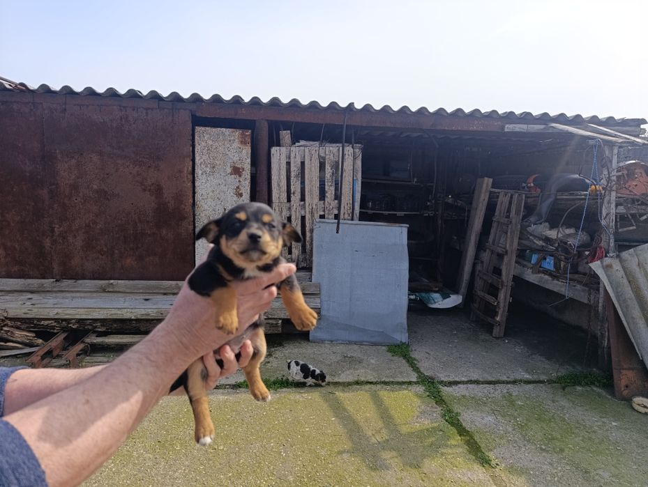 Подарявам кученца