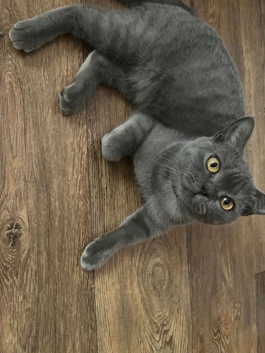 Отдам в добрые руки кошку