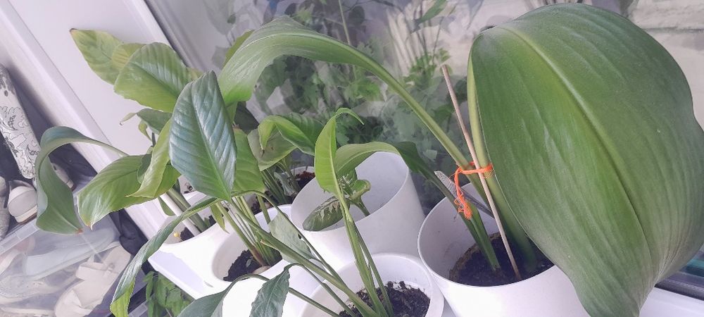 Продажа комнатных цветов