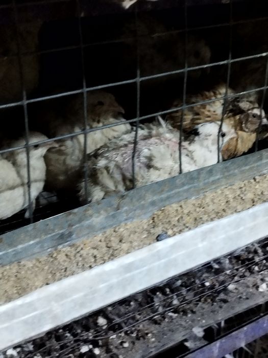 Перепёлки несушки