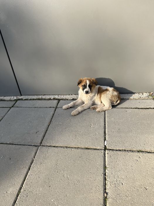 Подарява се мъжко кученце