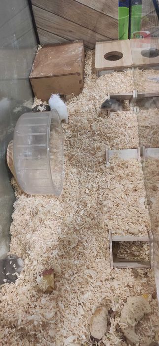 Мини хамстери..