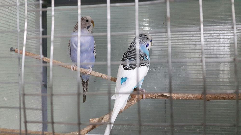 Pereche papagali peruși foarte vioi