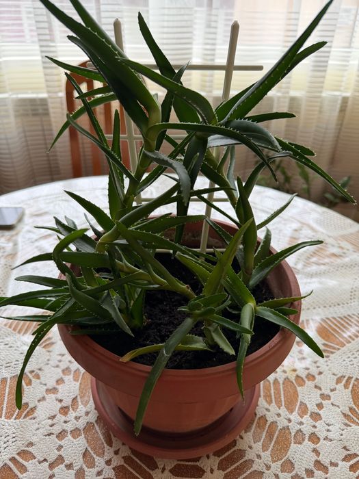 Продавам алое вера