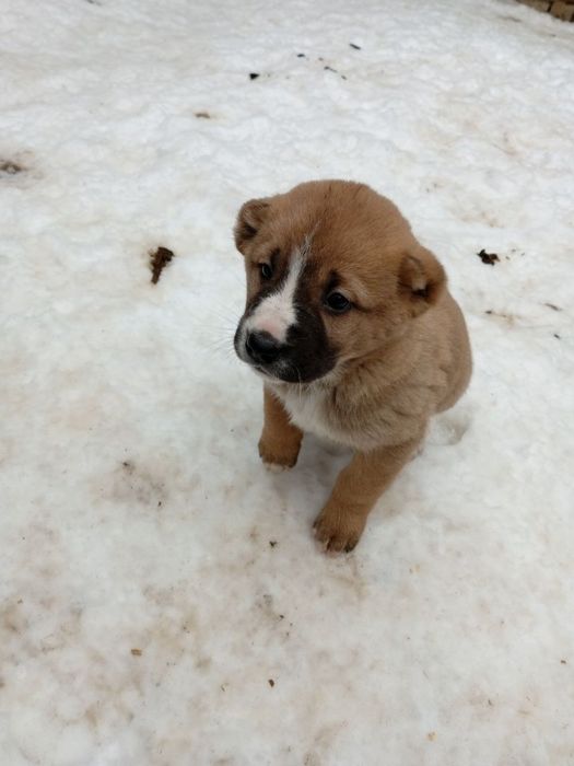 продам щенков  алабаи