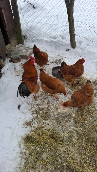 Pui gaina New Hampshire