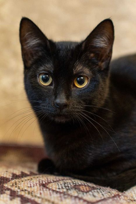 Котёнок 7 месяцев девочка