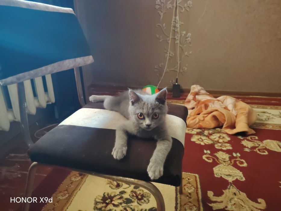 Британский мушук 2 йарим ойлик киз