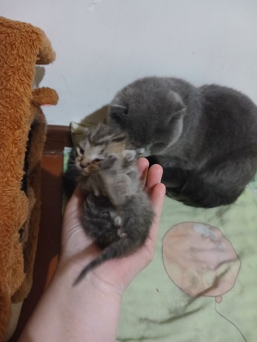 Mushuchalar sotiladi.