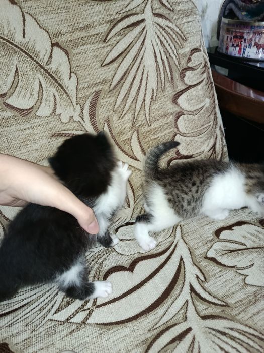 Новорожденные британские котята