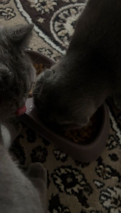 Scottish Fold o'g'il va Scottish stright qiz bola mushuklar