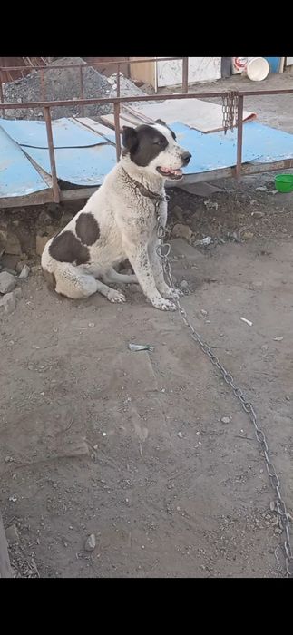 Алабай сатыладыы