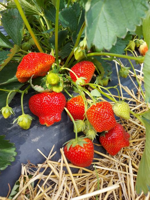 Vindem stoloni capsuni soi remontant Albion si altele soiuri unifere!