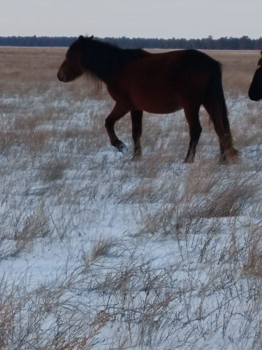 Екі бие сатылады казаки