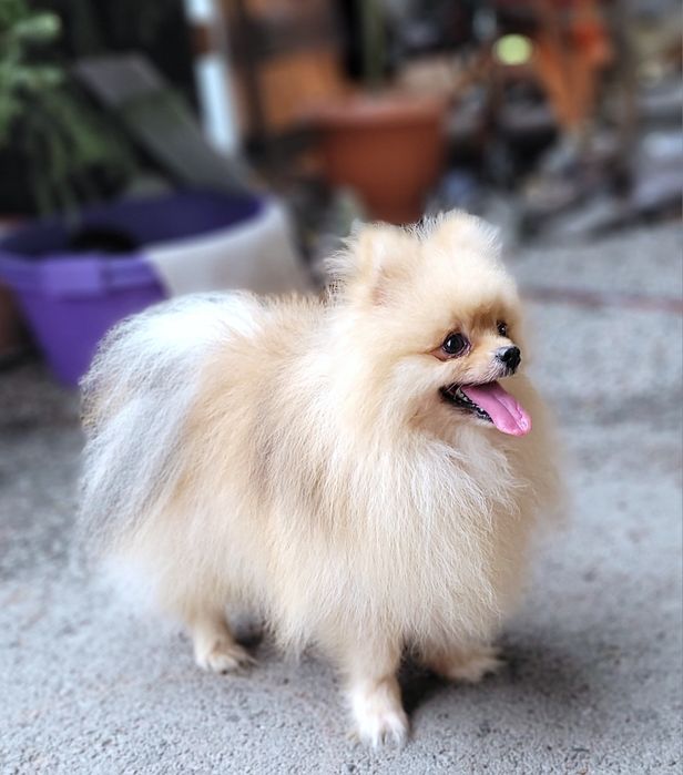 Михал-Михалыч, жених, цверг шпиц