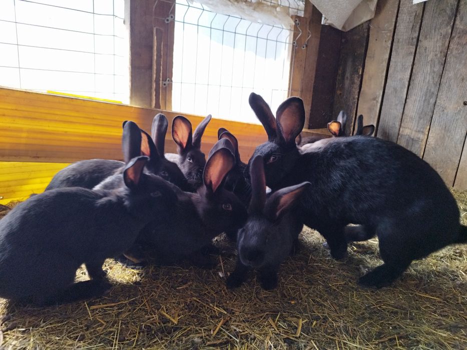 Familie de iepure de vânzare