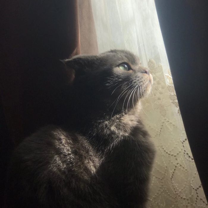 Отдам кошку даром