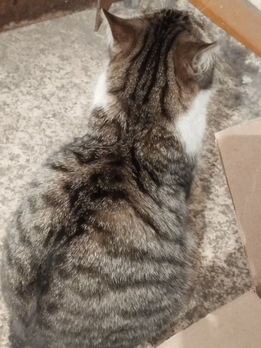 Отдам кошку мышеловку