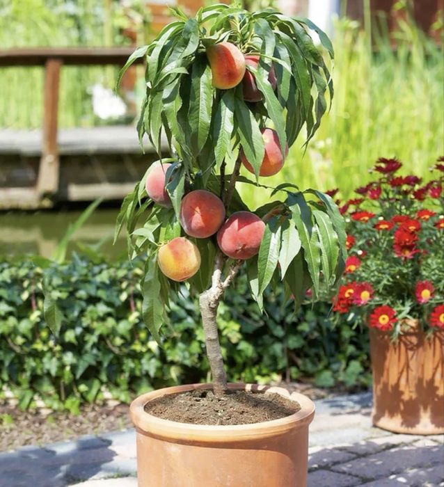 Plante fructifere anul 4 la ghiveci , super oferte !