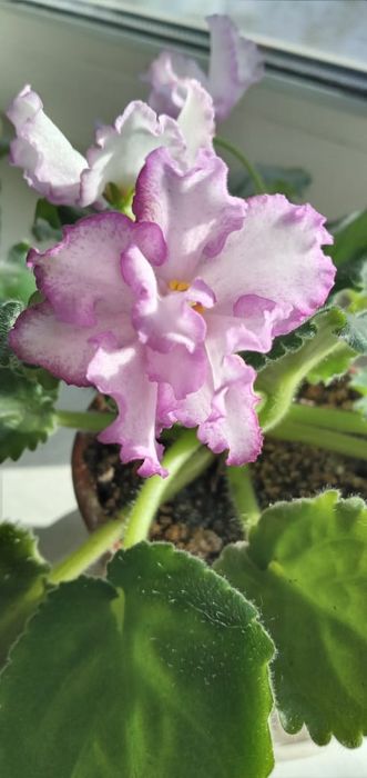 Продам фиалки сортовые цветущие