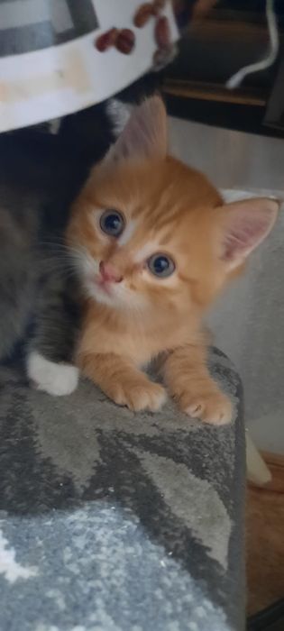 Отдам котят красивых