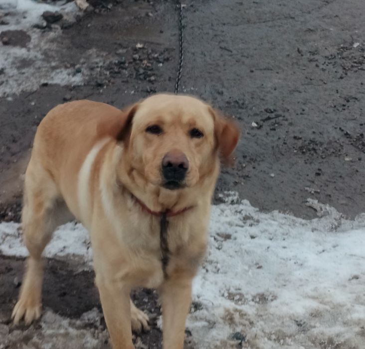 Собака  Лабрадор