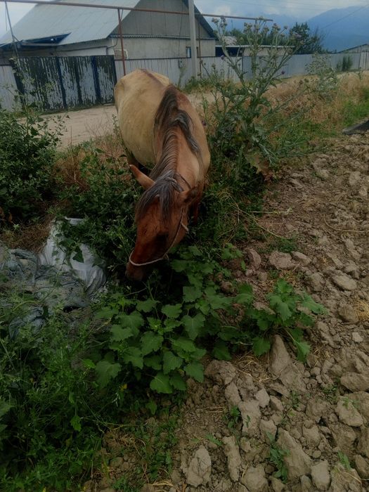 Жақсы жорға жылқы