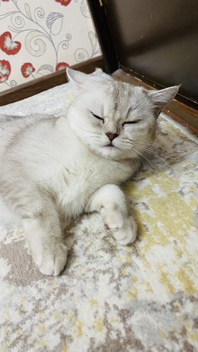 Mushuk sotiladi zoti: British Shorthair